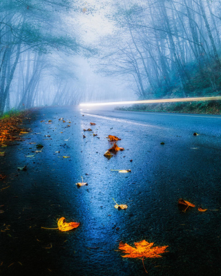 Mist Road - Obrázkek zdarma pro 240x320