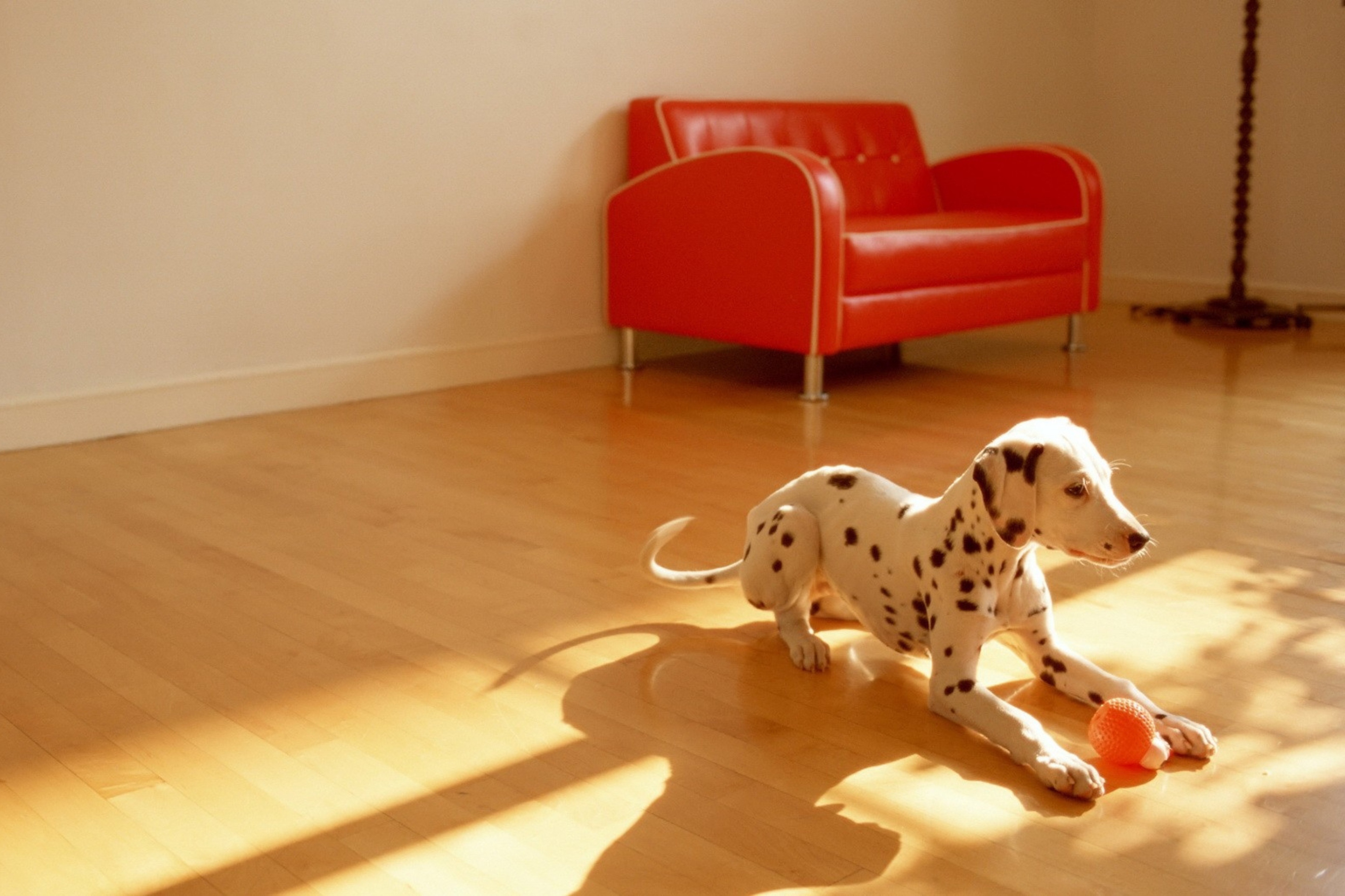 Dalmatian wallpaper 2880x1920