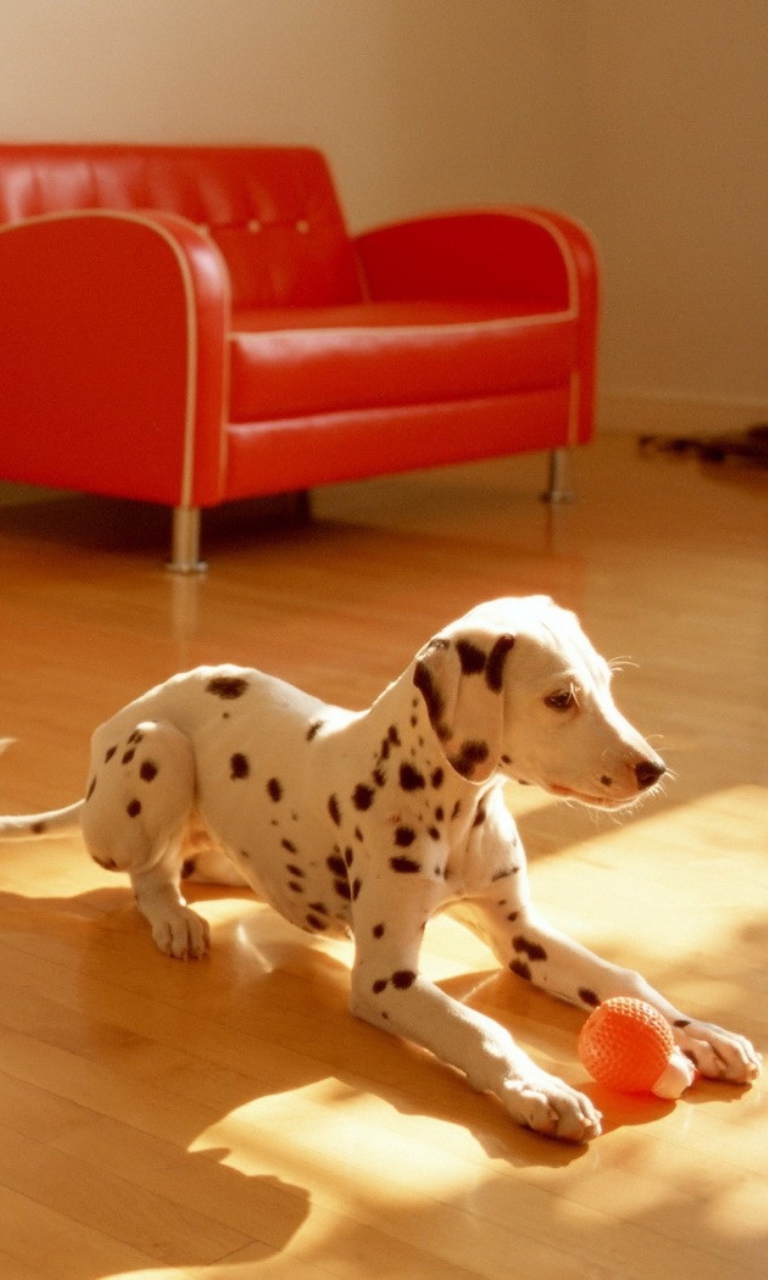 Sfondi Dalmatian 768x1280