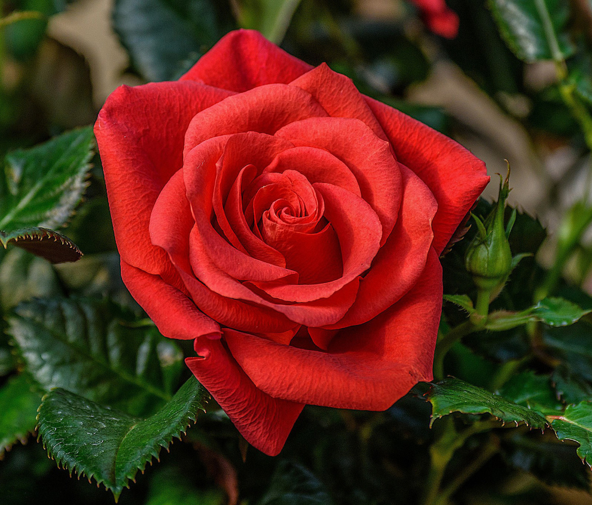 Lonely Red Rose wallpaper 1200x1024