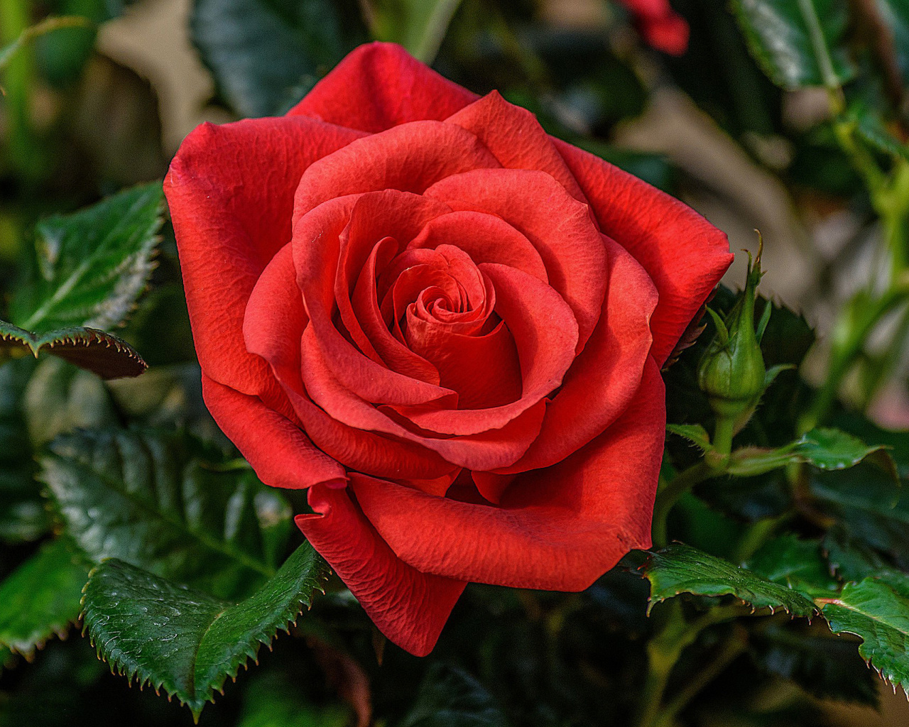 Sfondi Lonely Red Rose 1280x1024