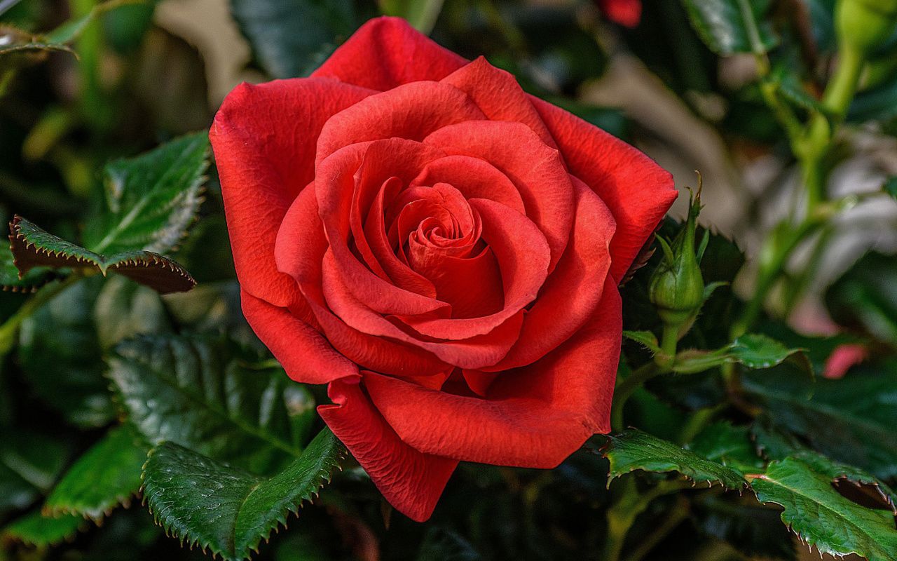 Lonely Red Rose wallpaper 1280x800