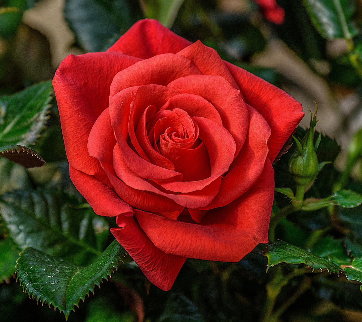 Fondo de pantalla Lonely Red Rose 1440x1280