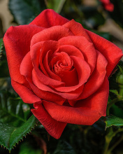 Fondo de pantalla Lonely Red Rose 176x220