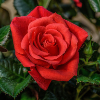 Lonely Red Rose wallpaper 208x208