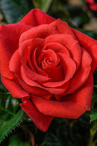 Lonely Red Rose screenshot #1 320x480