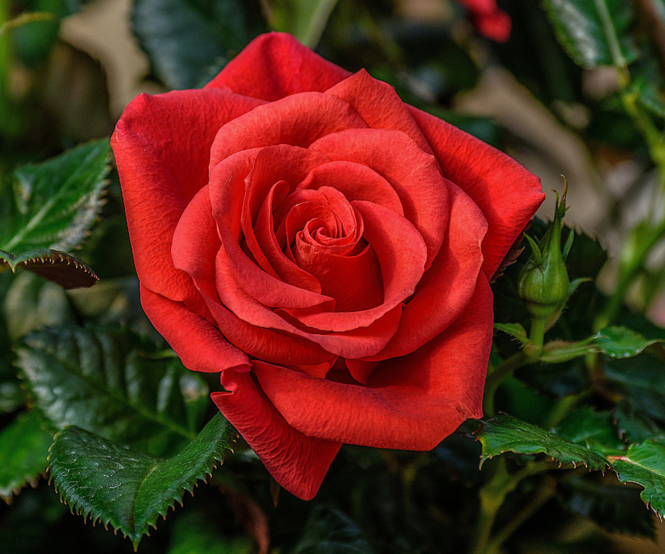 Sfondi Lonely Red Rose 960x800