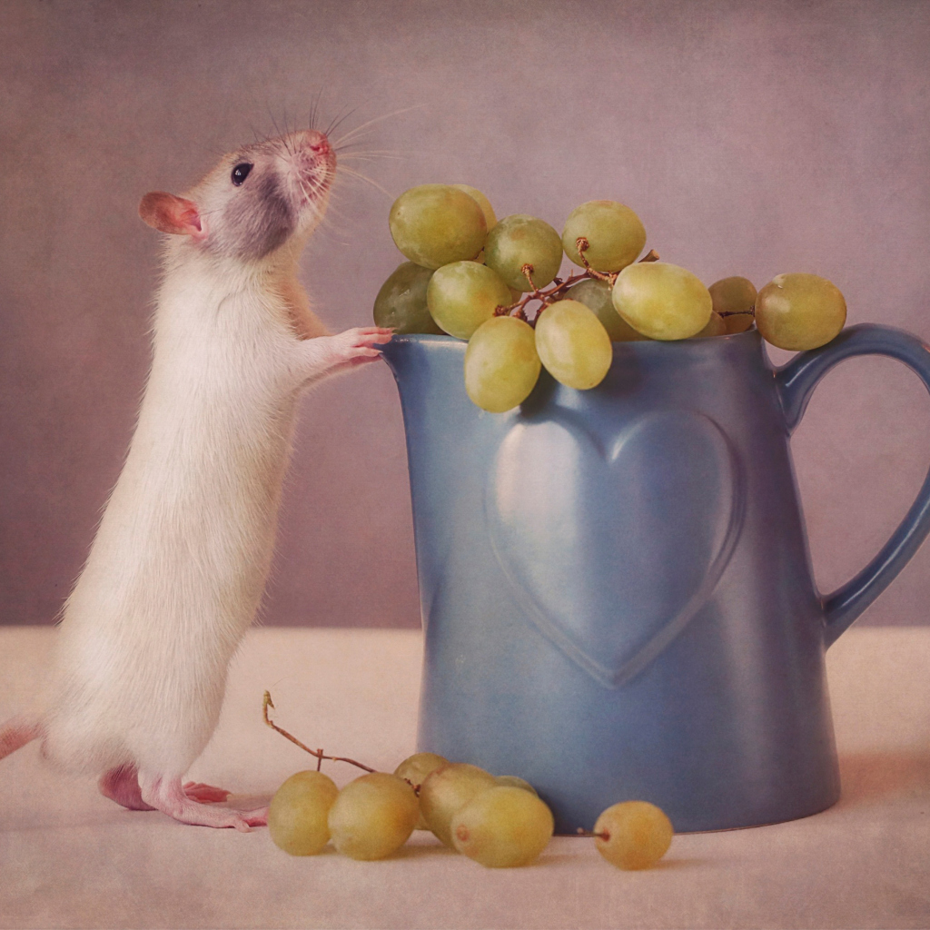 Mouse Loves Grapes wallpaper 1024x1024