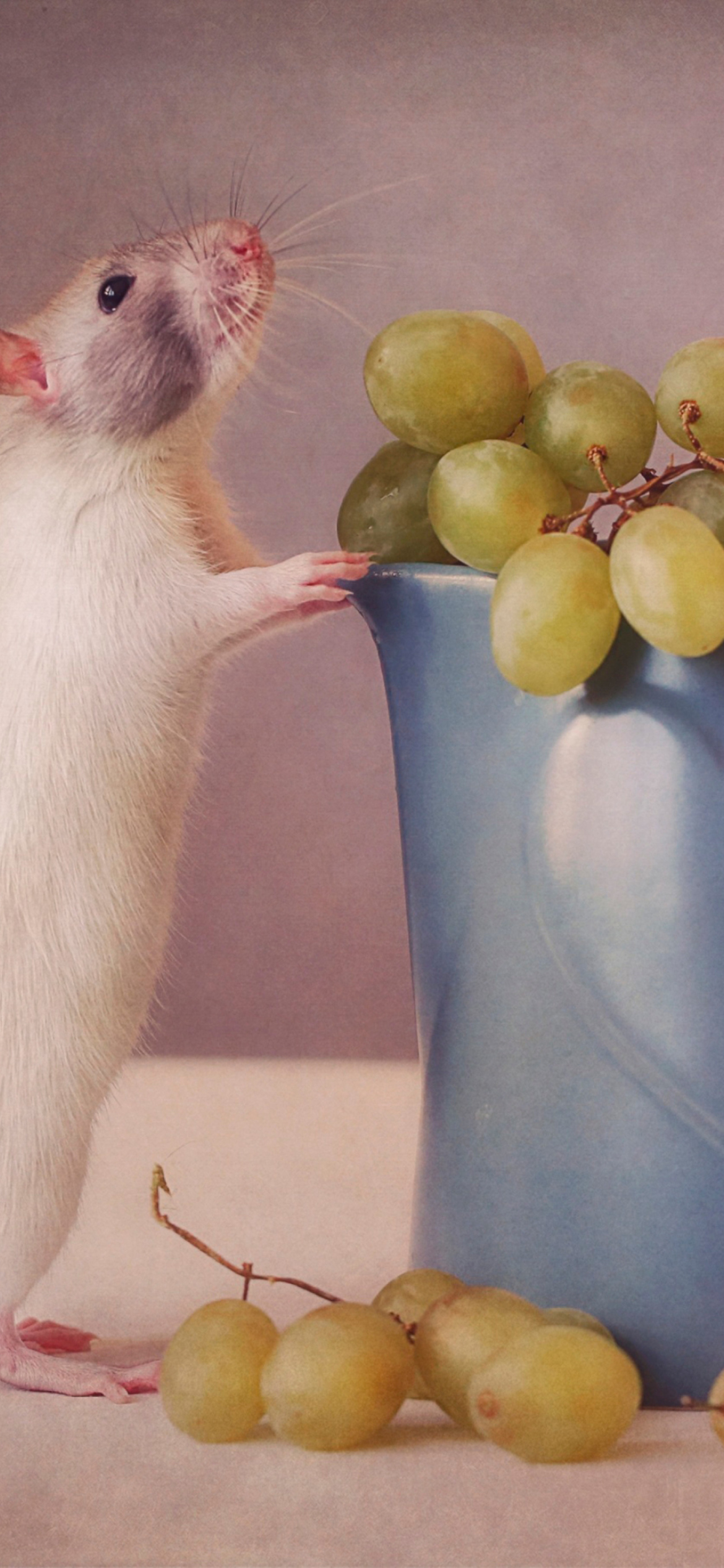 Das Mouse Loves Grapes Wallpaper 1170x2532