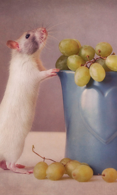Mouse Loves Grapes wallpaper 240x400