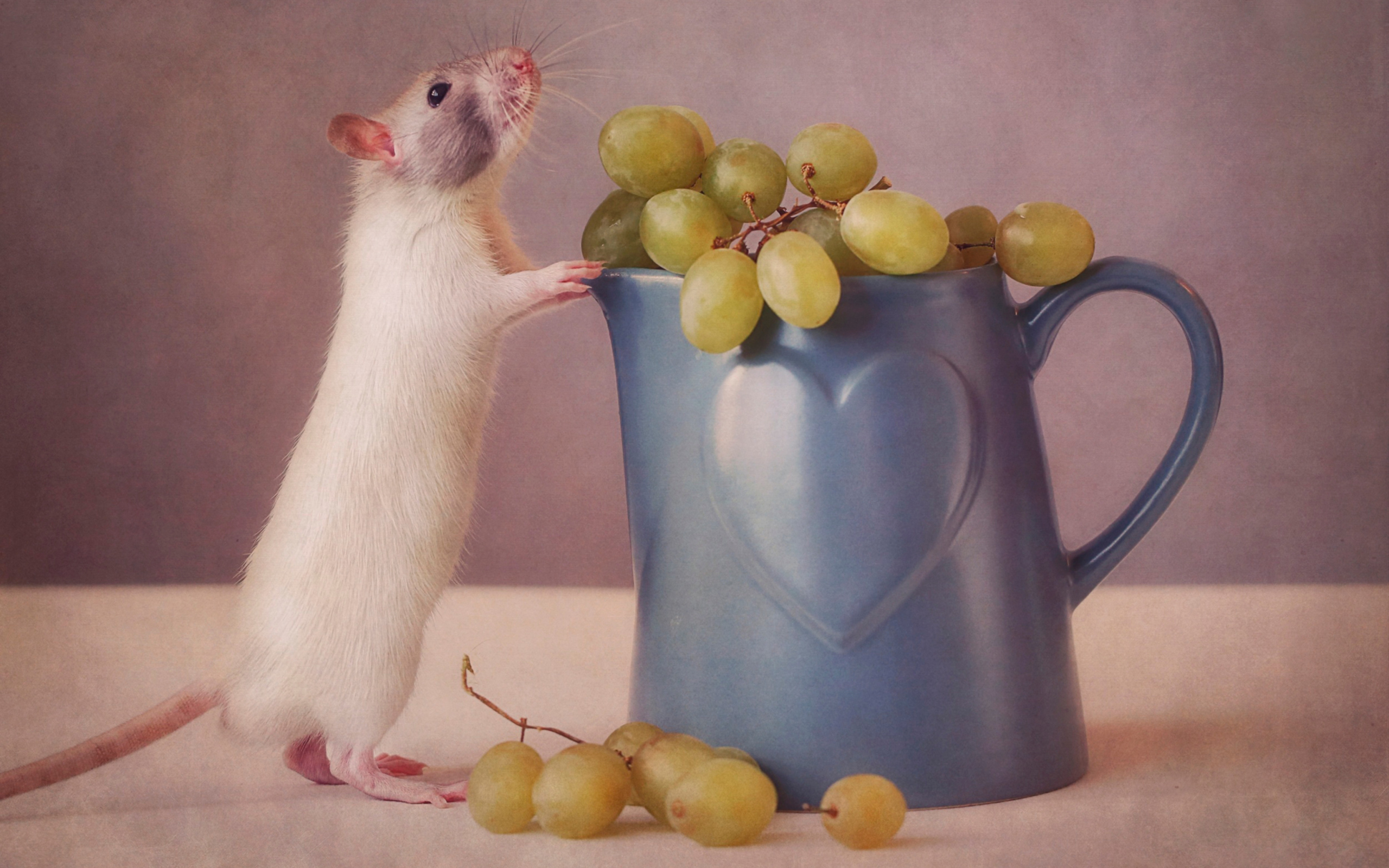 Fondo de pantalla Mouse Loves Grapes 2560x1600