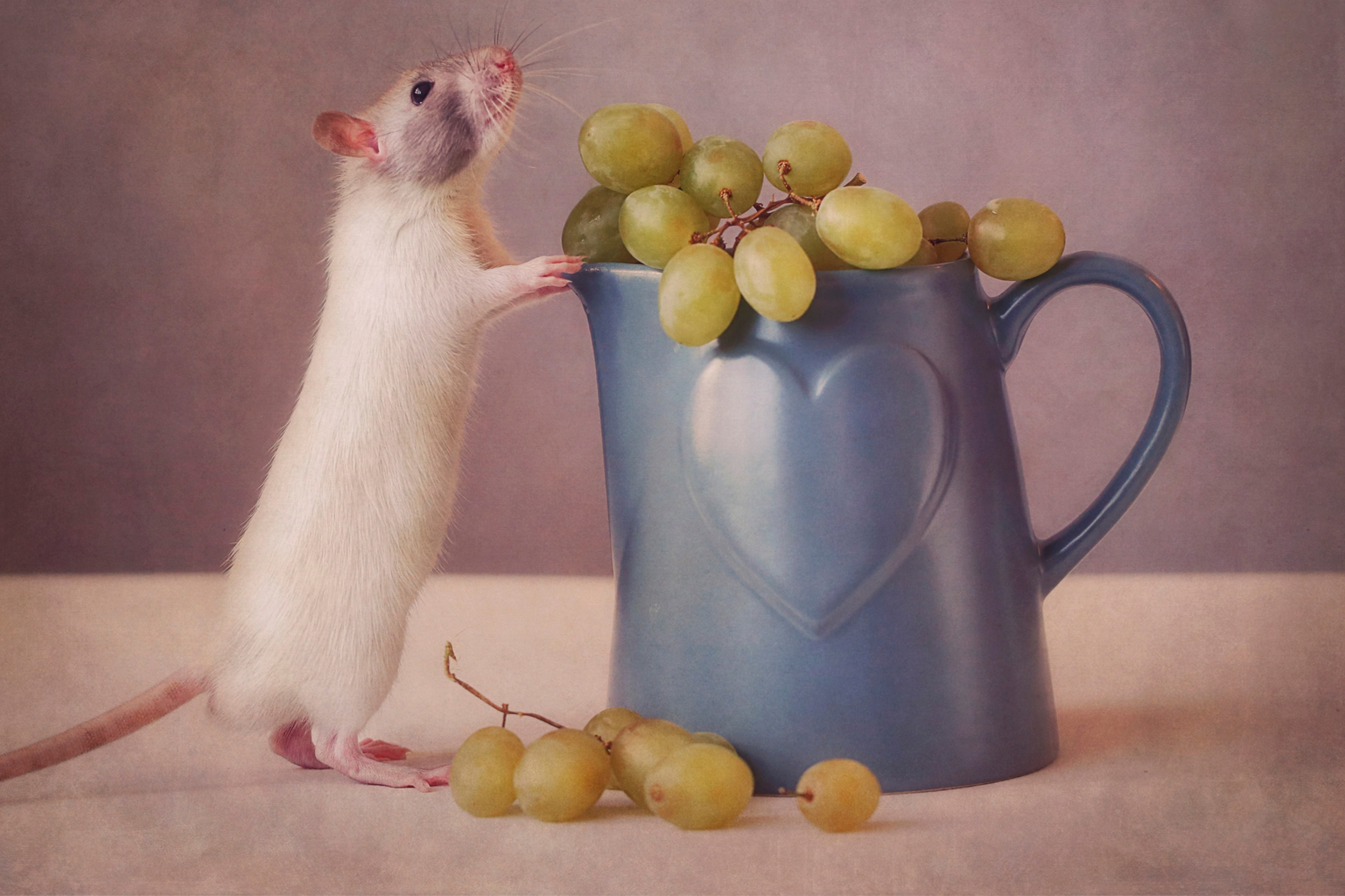 Обои Mouse Loves Grapes 2880x1920