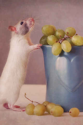 Mouse Loves Grapes wallpaper 320x480