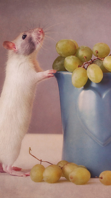 Mouse Loves Grapes wallpaper 360x640