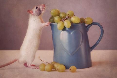 Mouse Loves Grapes wallpaper 480x320