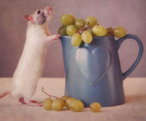 Das Mouse Loves Grapes Wallpaper 480x400