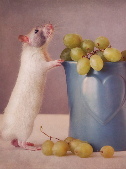 Mouse Loves Grapes wallpaper 480x640
