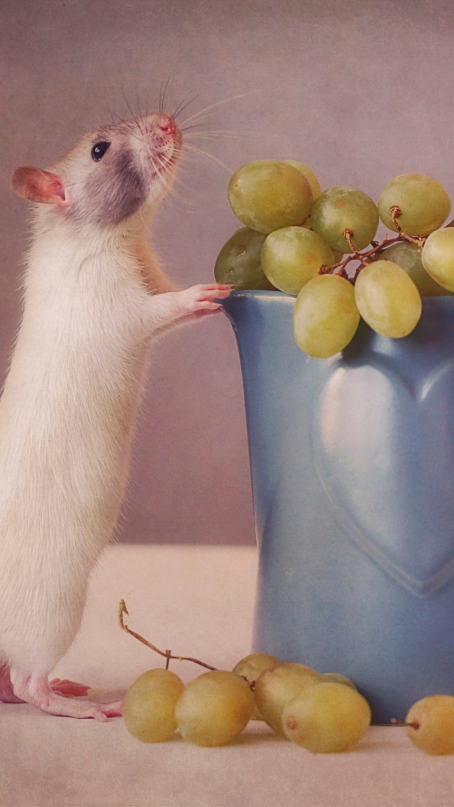 Das Mouse Loves Grapes Wallpaper 640x1136