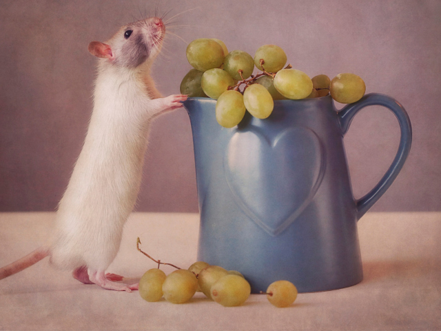 Обои Mouse Loves Grapes 640x480