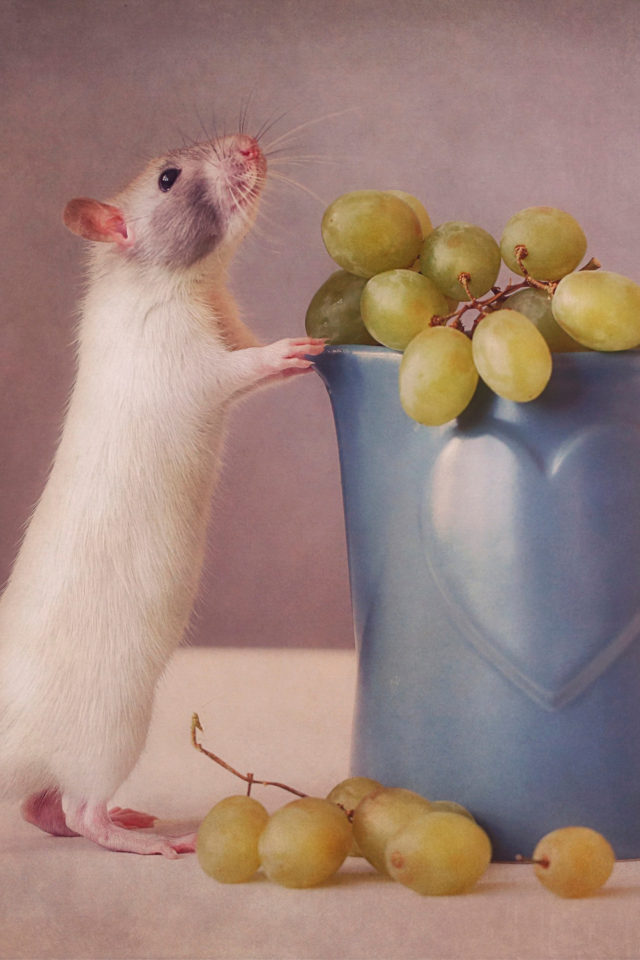 Sfondi Mouse Loves Grapes 640x960