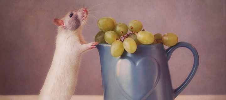 Mouse Loves Grapes wallpaper 720x320