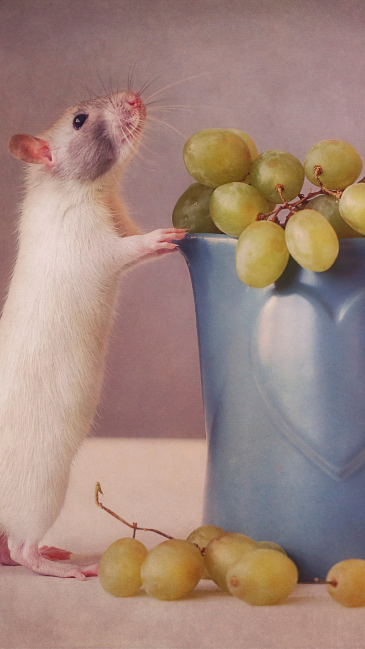 Fondo de pantalla Mouse Loves Grapes 750x1334
