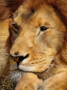 King Lion screenshot #1 132x176