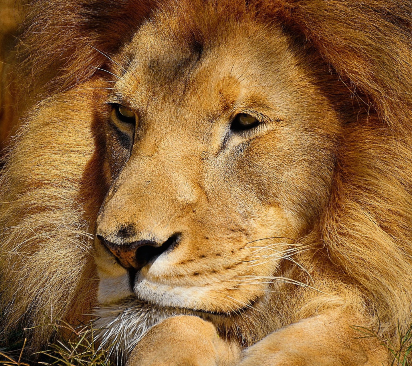 Fondo de pantalla King Lion 1440x1280
