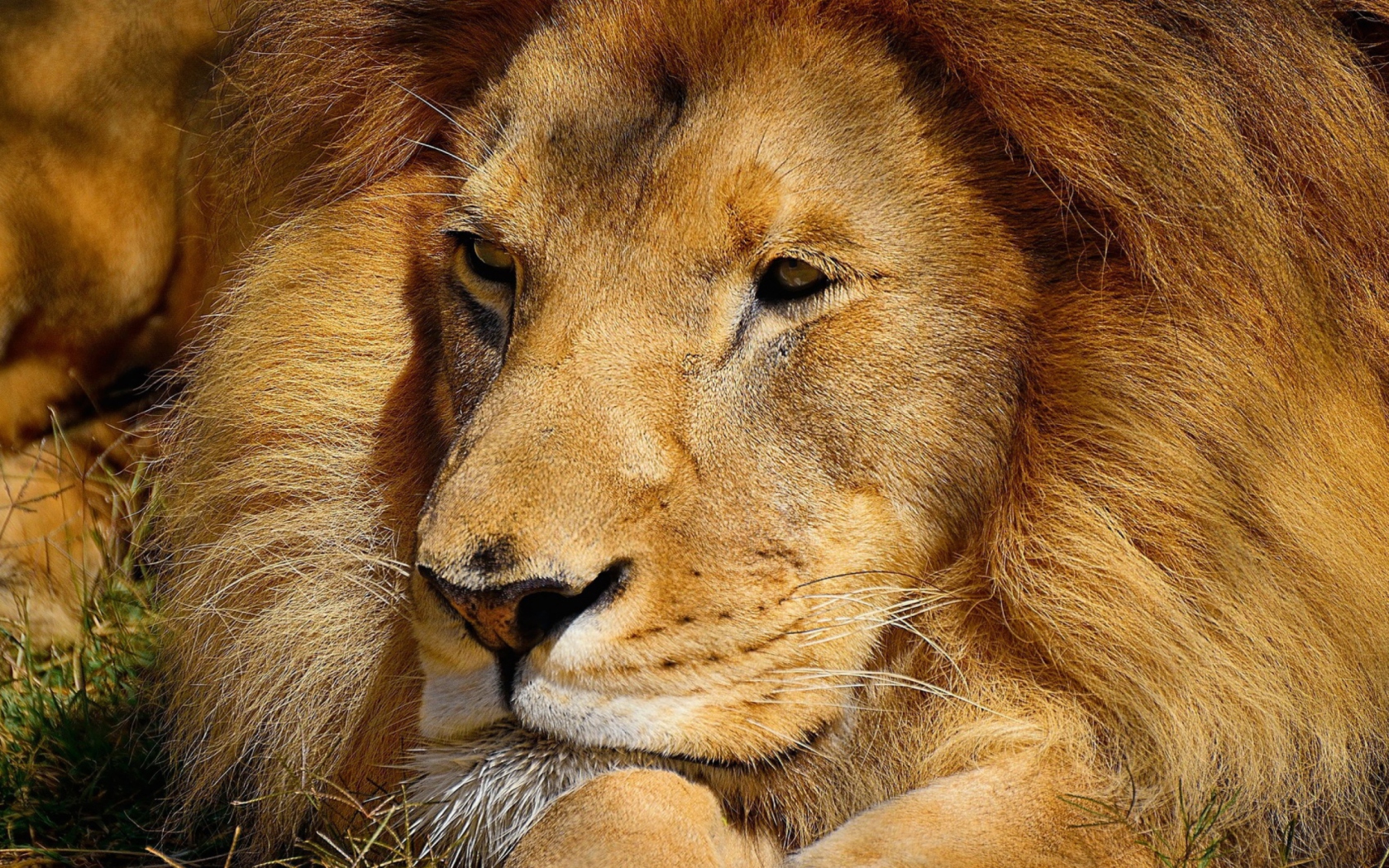 Das King Lion Wallpaper 1680x1050