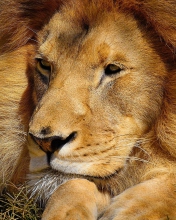 King Lion wallpaper 176x220