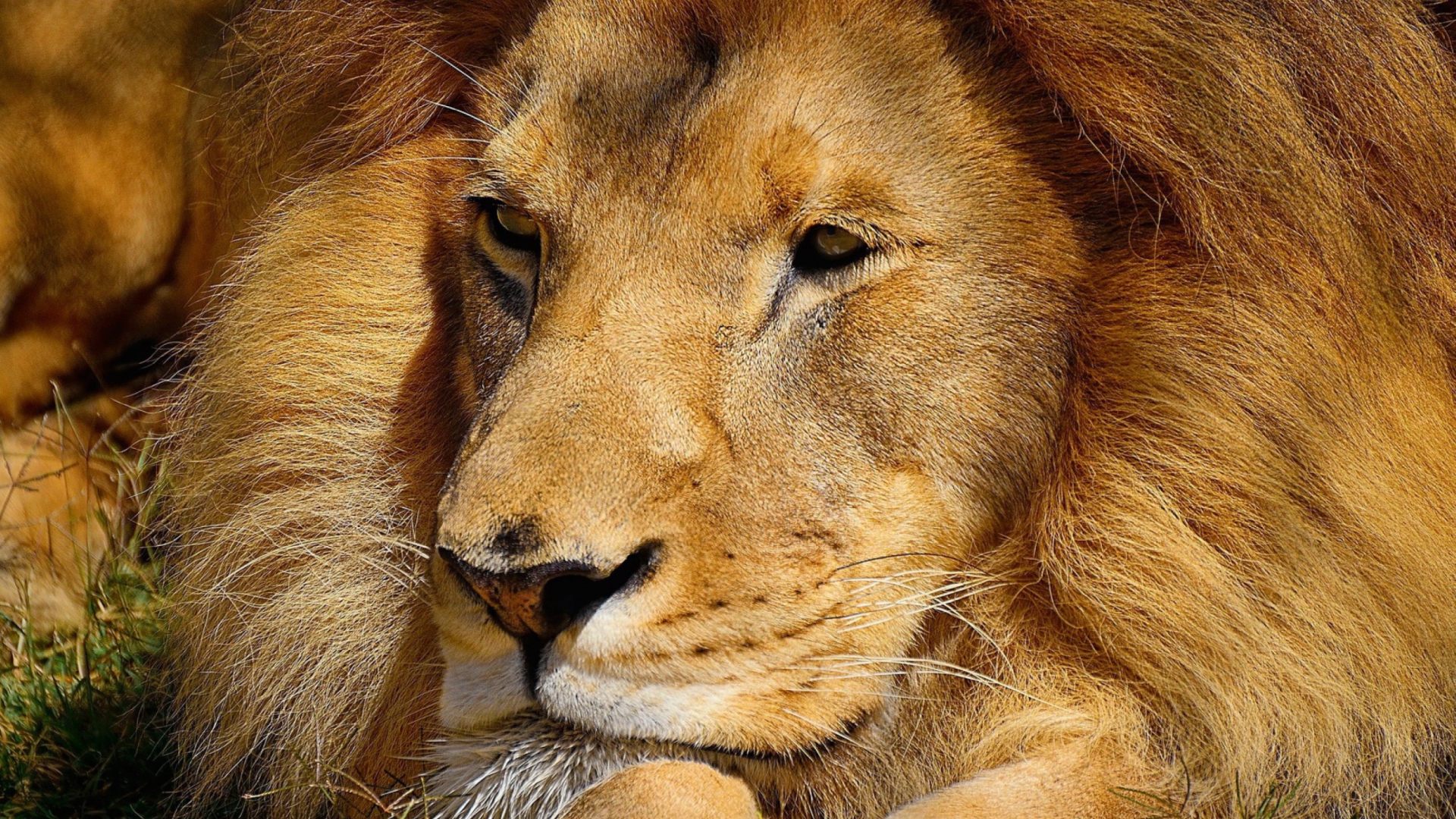 Das King Lion Wallpaper 1920x1080