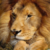 King Lion wallpaper 208x208