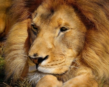 King Lion wallpaper 220x176