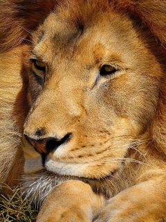 King Lion wallpaper 240x320