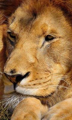 Fondo de pantalla King Lion 240x400