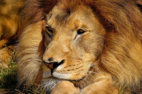 King Lion wallpaper 480x320