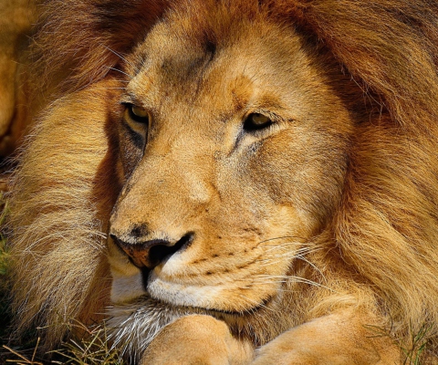 Das King Lion Wallpaper 480x400