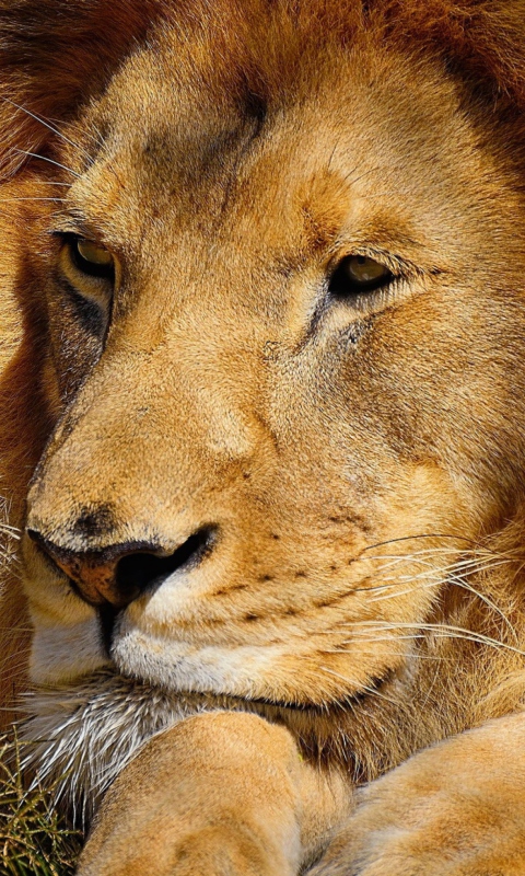 Das King Lion Wallpaper 480x800