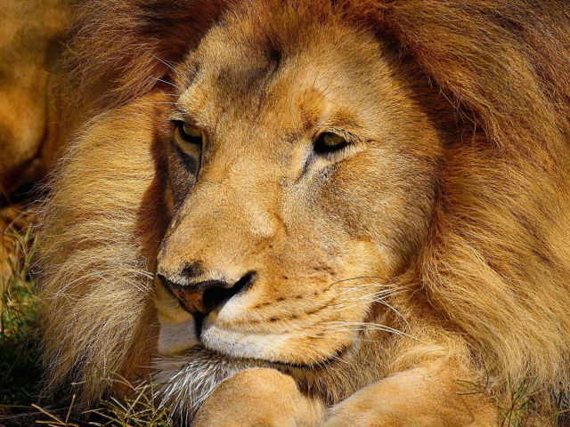 Das King Lion Wallpaper 640x480