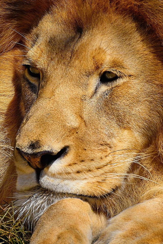 Обои King Lion 640x960