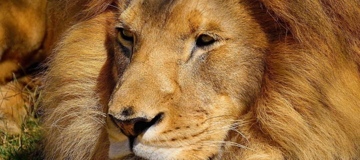 King Lion wallpaper 720x320