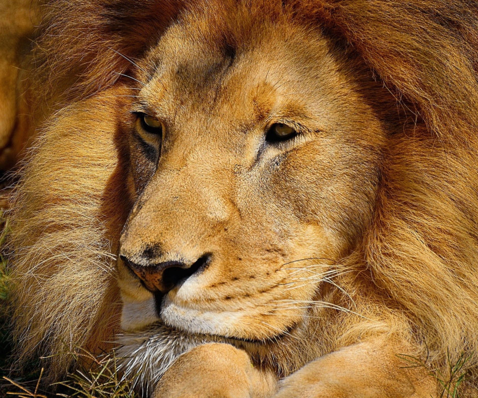 King Lion wallpaper 960x800