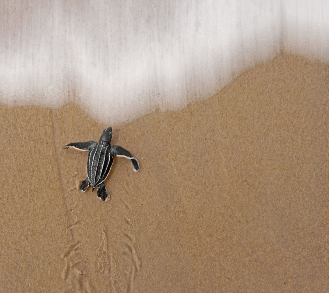 Sea And Turtle screenshot #1 1080x960