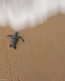 Das Sea And Turtle Wallpaper 128x160