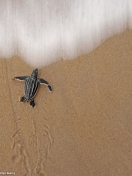 Sea And Turtle screenshot #1 132x176