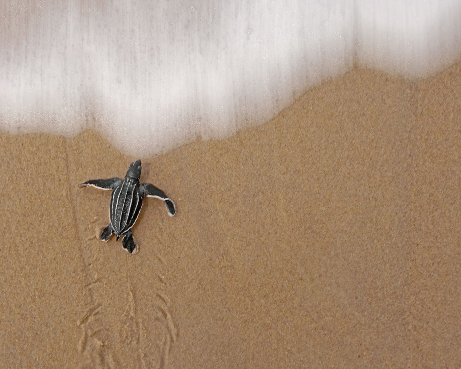 Sea And Turtle screenshot #1 1600x1280