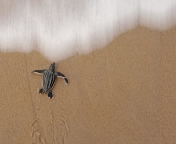 Sea And Turtle screenshot #1 176x144