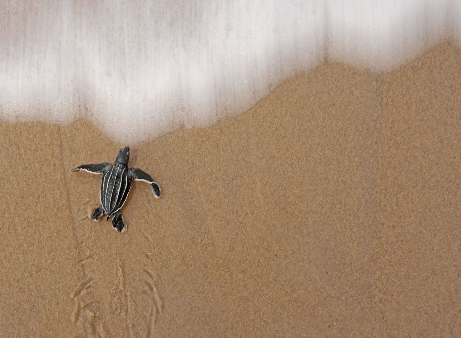 Sea And Turtle screenshot #1 1920x1408