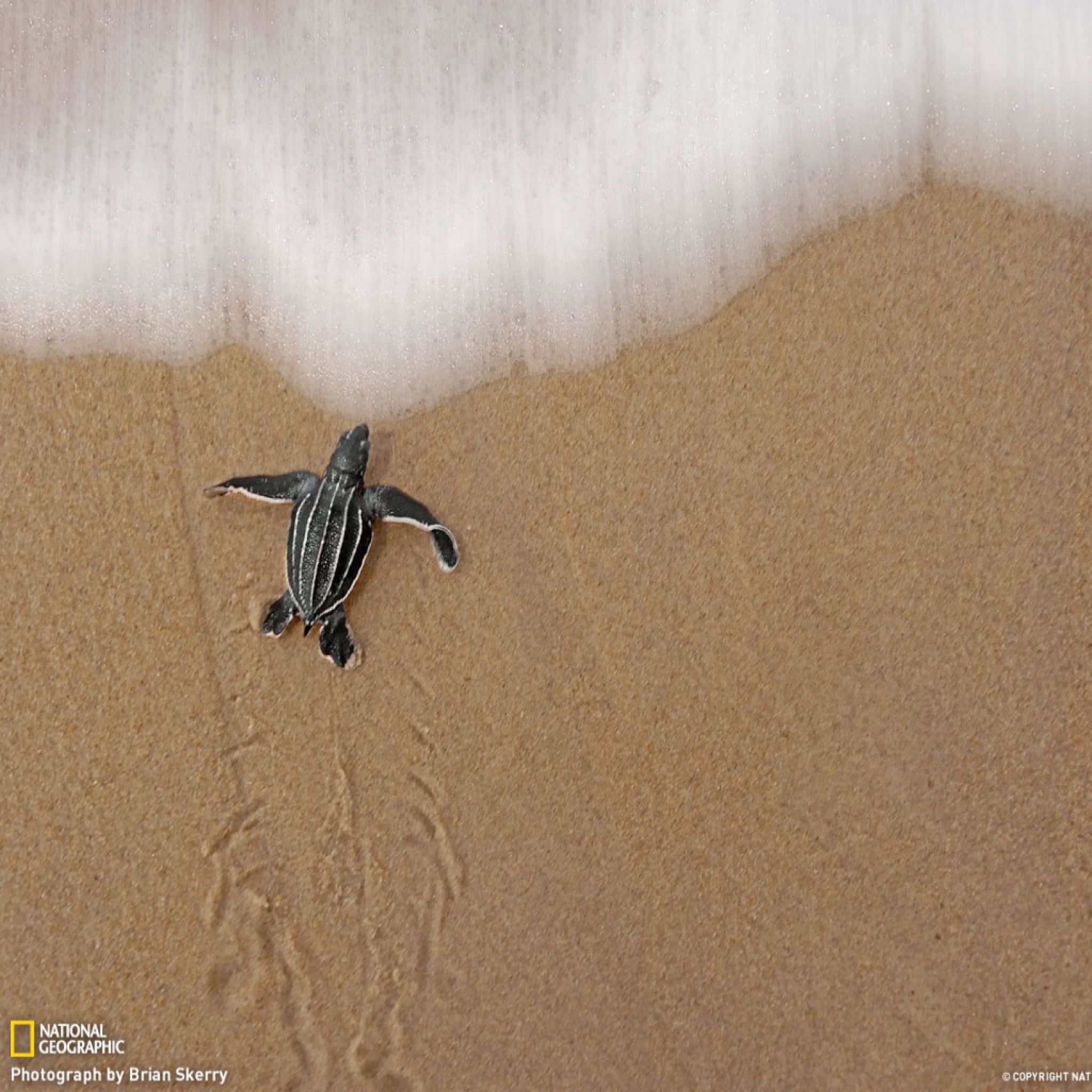 Das Sea And Turtle Wallpaper 2048x2048