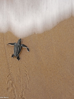 Sea And Turtle screenshot #1 240x320
